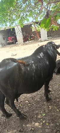 7574052223