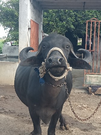 ભેસ વેચવાની છે