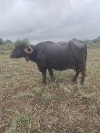 ભેંસ વેચવાની છે