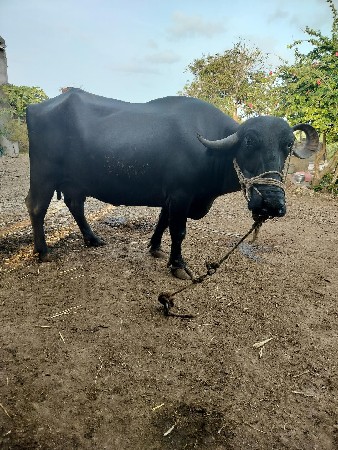 ભેંસ વેચવાની છે