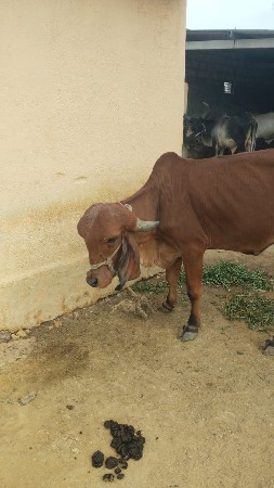 ઓરીજનલ ગીર વાસળી વેચવાની છે