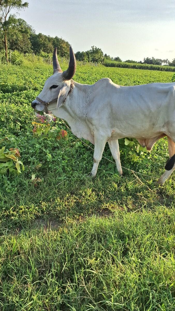 ગોધલો વેચવાનો છે