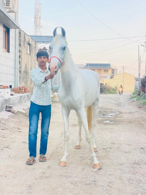 વછૈરી ઘોડી છે