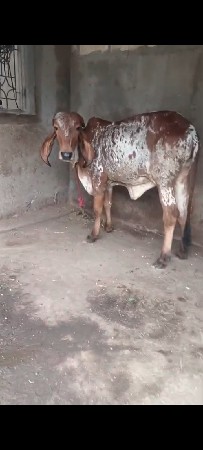 કાબરી વાછડી વેચવાની છે