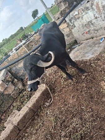 વેસવાનીસે