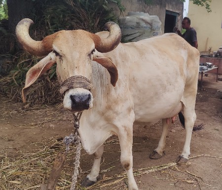 ગાય વેચવાની છે.