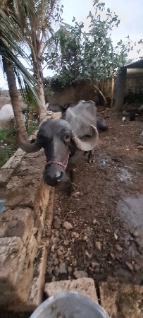 એક ભેસ એક ખડેલુ