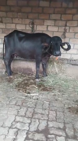 ભેસ