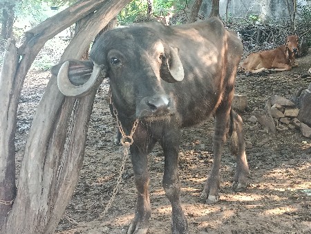 ખડેલી વેચવાની છે