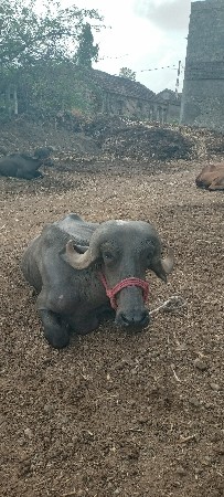 ભેંસ વેચવાની છે
