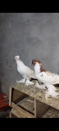 કબુતર દેવાના છે
