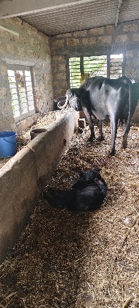 જાફરાબાદી ભેંસ વેચવાની છે