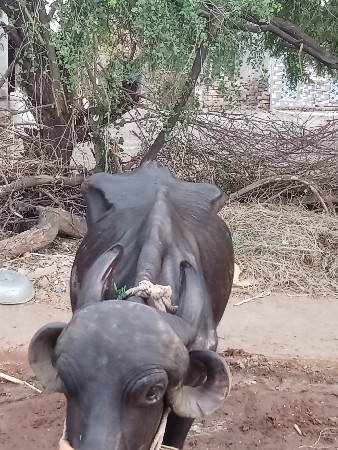 ભેંસ વેચવાની છે