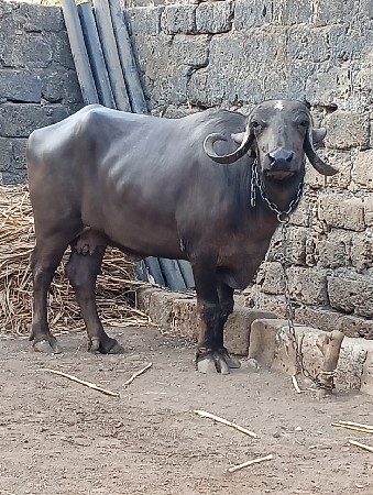 ભેસ