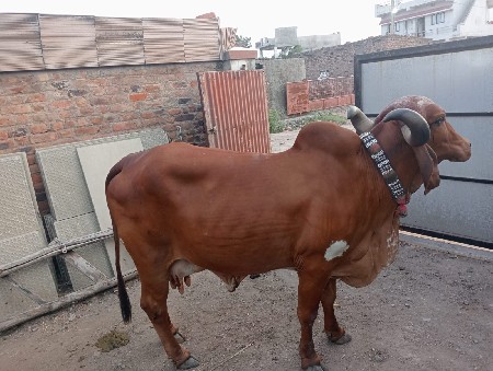 ગીર ગાય વેચવાની