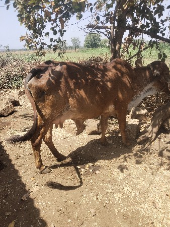 ગાય આપવાની છે મફત