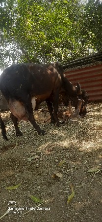 ગાય