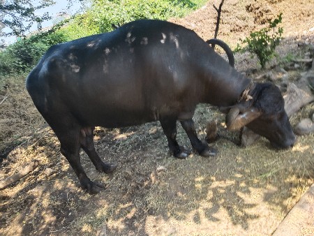 બીજા વેતર ની ભેંસ વેચવાની સે