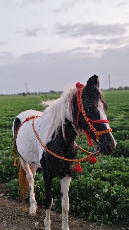 ઘોડી