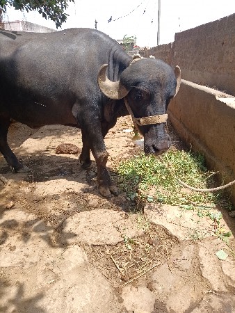 ખડેલીવેસવાનીસે