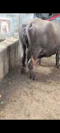ભેંસ બેસવાની