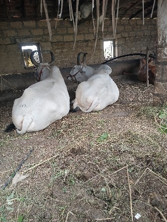 વિજાણંદ ભાઇ વાઢેર