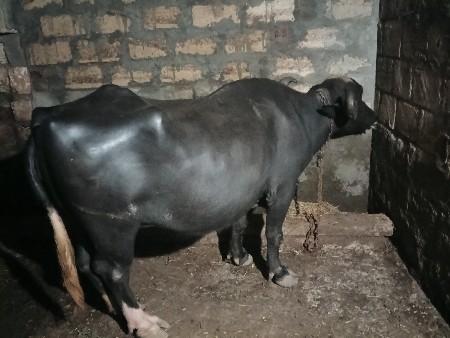 ભેષ ત્રીજું વીયાછે આગલા