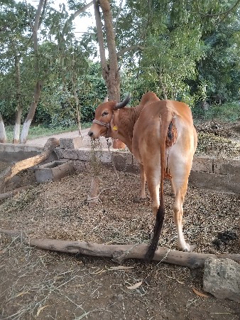 વેચનાર