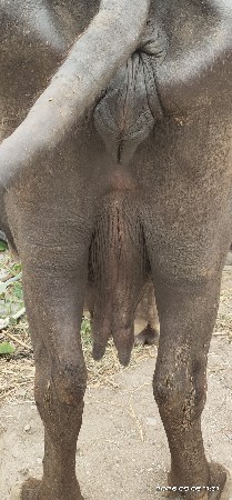 3 જું વેતર સે