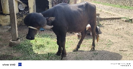 ઓરિજનલ જાફરાબાદી પાડો વેચવાનું