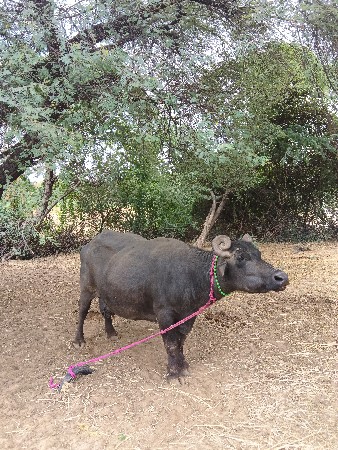 વેચવાની