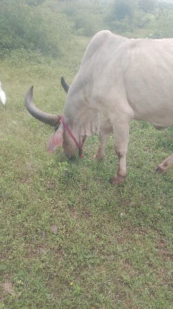 સાવ સોજી