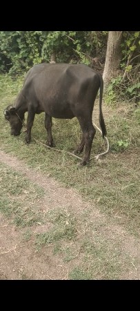 pado