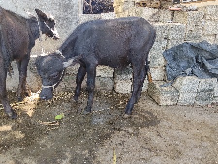 ડોઠ વરસના છે
