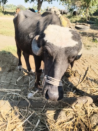 ખડેલા વેચવાના છે ફુલ જવાબદારી થી.
