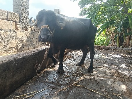 bhesh vechvani
