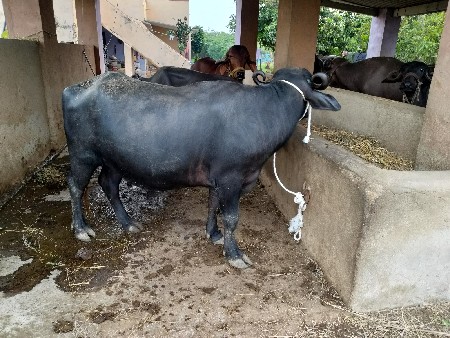 ખડેલી વેચવાની છે