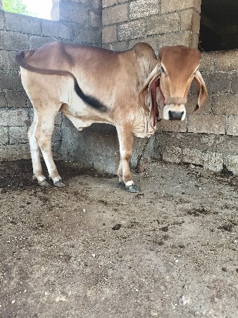 વાશડી વેચવાની છે 1.5 વર્ષ ની છે