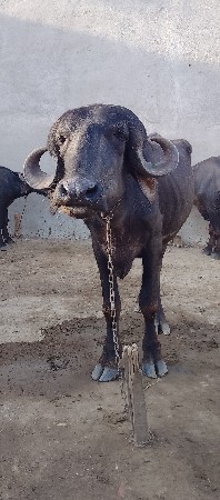 ખડાય