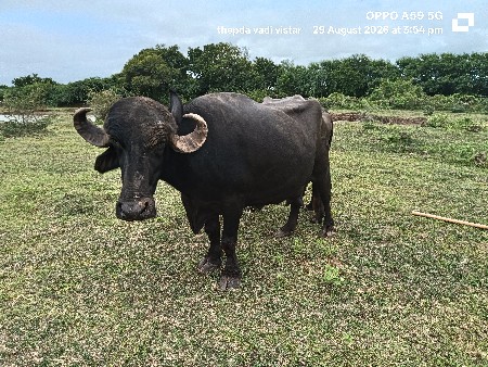 ભેંસ