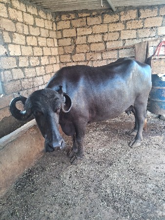 ભેસ