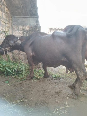 દેવાભાઈ સિધલ