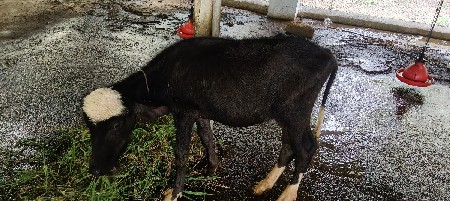 પાડો વેચવાનો છે