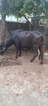 વેચવા ની છે
