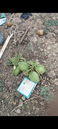 નારિયલ દેવા ના હોય ગમે ત્યાંલય