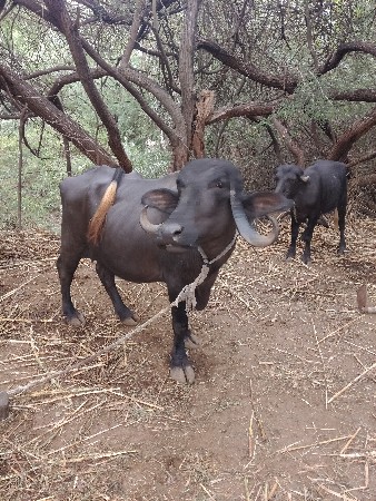 જામખંભાળિયા