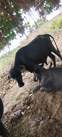 પાડો વેચવા નો છે