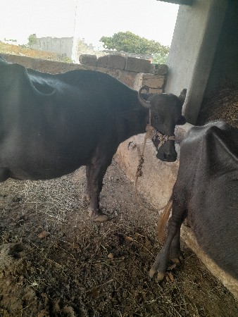 bhesha vesha VA ni se