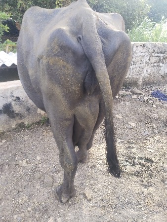 આ ભેંસ વેચવાની છે