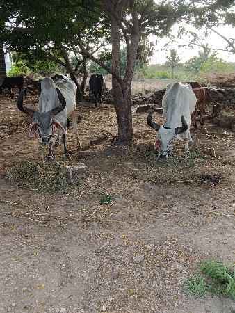 બળદ વેચવાના છે